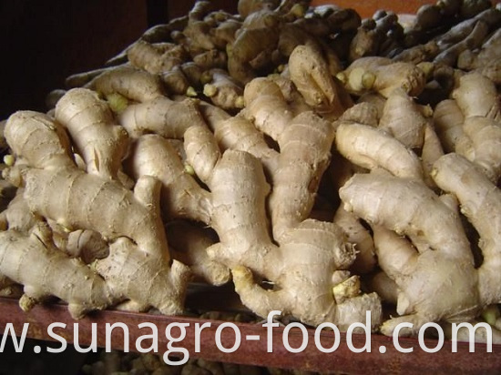 Big High Yield Air Dry Ginger